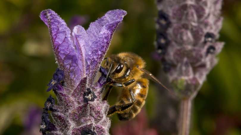 Bee on a purple flower.