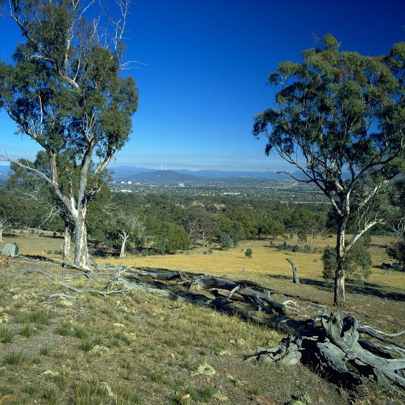 Bushland with view of Black Mountain in background.