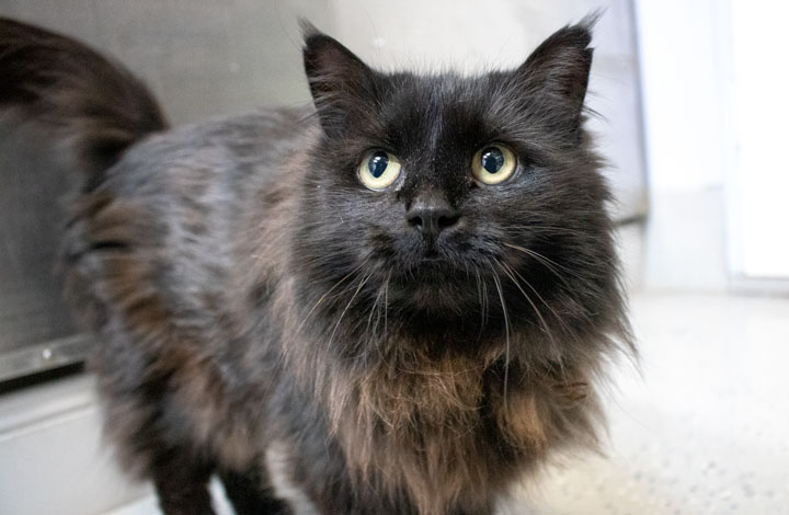 Cleo, cat of the week