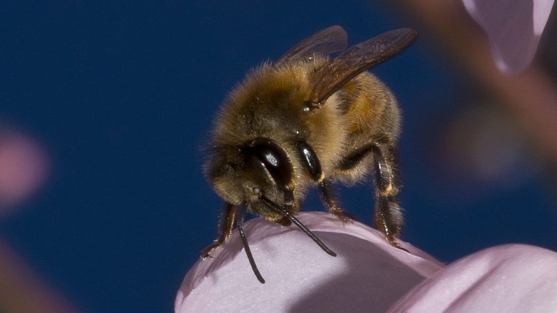 Close-up of a bee.