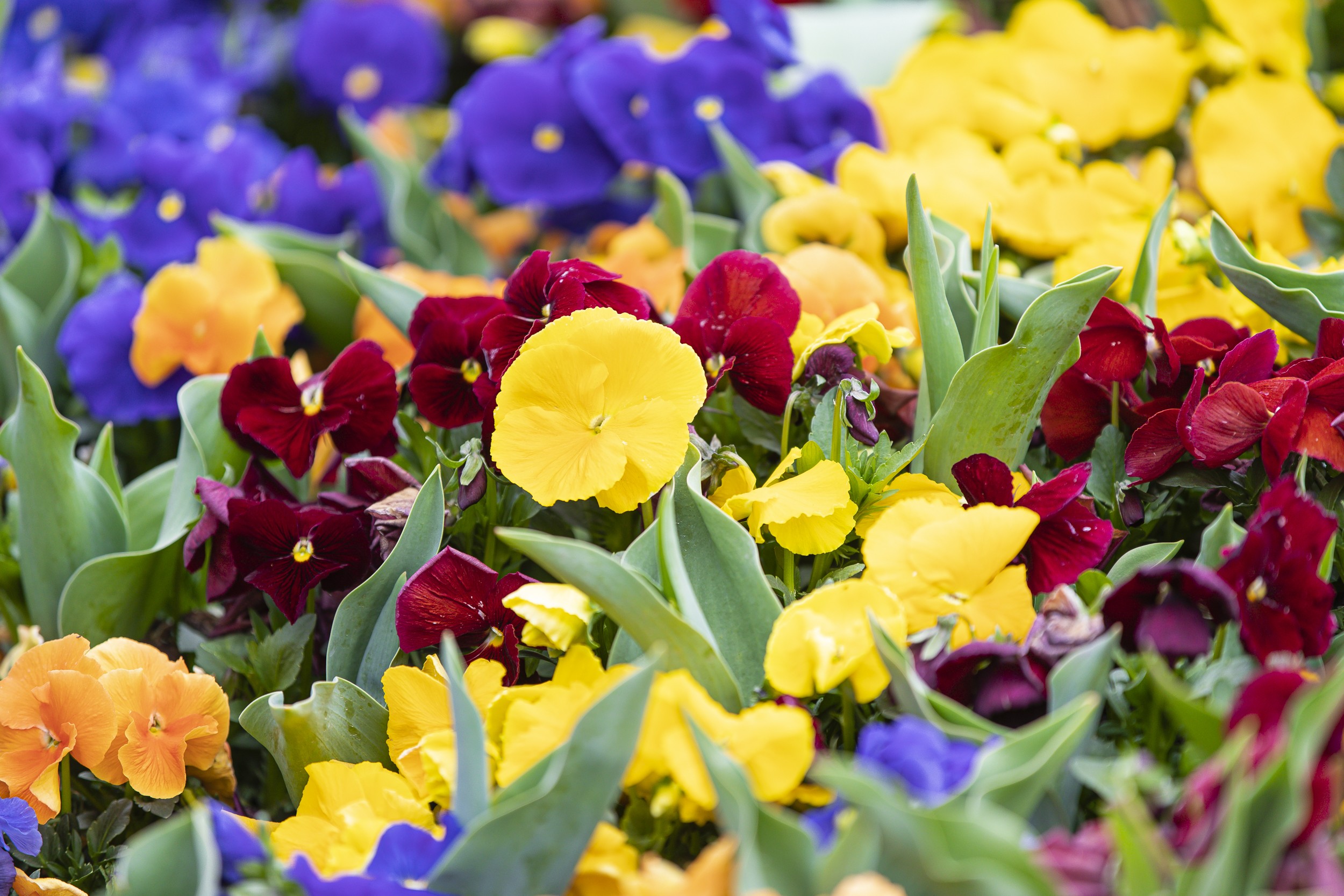 Floriade colours our world with a million blooms