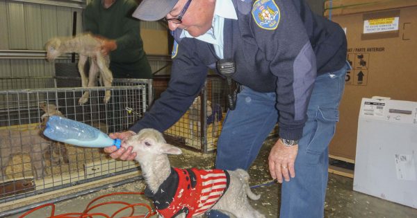 Cooma inmates step up as mother nature struggles