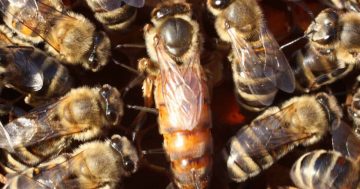 Mail order brides: Queen Bees plus postage and handling