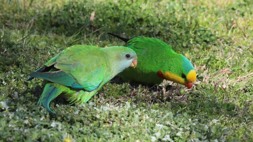 superb parrot