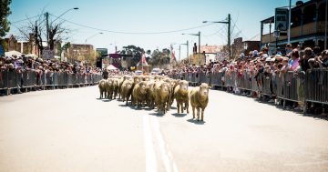 Drought won't stop tourists flocking to Boorowa's Woolfest