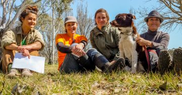 One person's mission to reshape Canberra's canopy by planting 100,000 trees