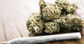 Cannabis legal in the ACT but Commonwealth status still in limbo