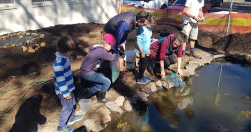 Downer frogs settle into new home, with a little help from their friends