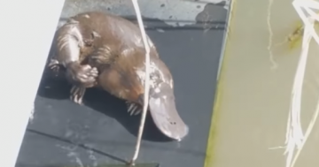Video captures happy platypus grooming himself at Tidbinbilla