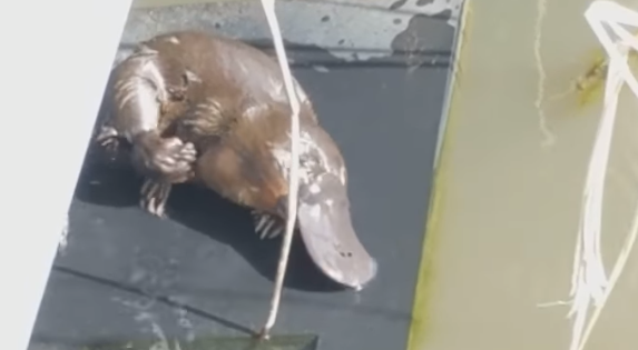 Video captures happy platypus grooming himself at Tidbinbilla