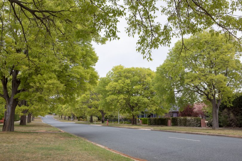 Tree-lined street 