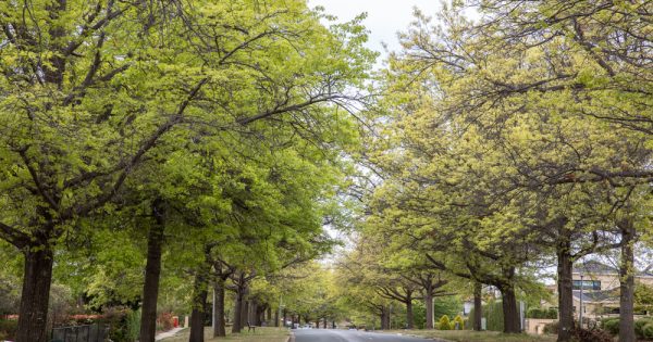 Government flags tree replacement scheme to ensure canopy coverage