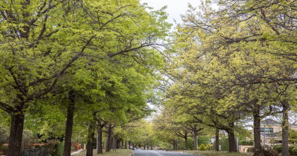 Native trees best suited to beat Canberra's intensifying heat, says report