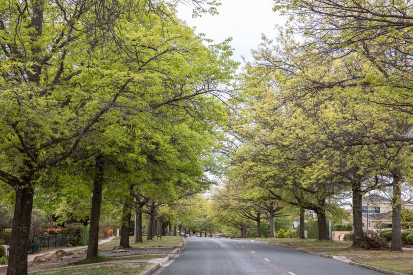 Oak trees in Griffith