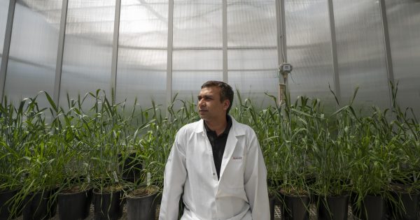 Canberra scientists develop drought-proof wheat crops