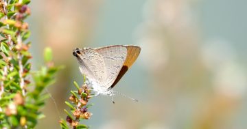 Project to track Australia’s butterflies takes flight