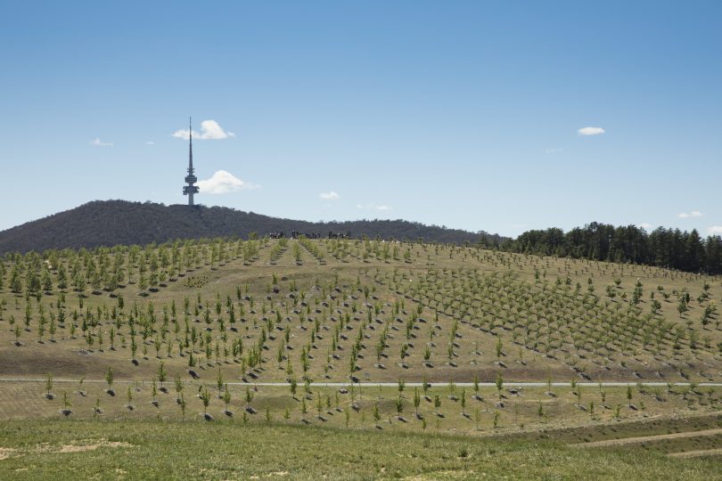 Arboretum