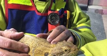 Frilling rescue for lizard at Marist College