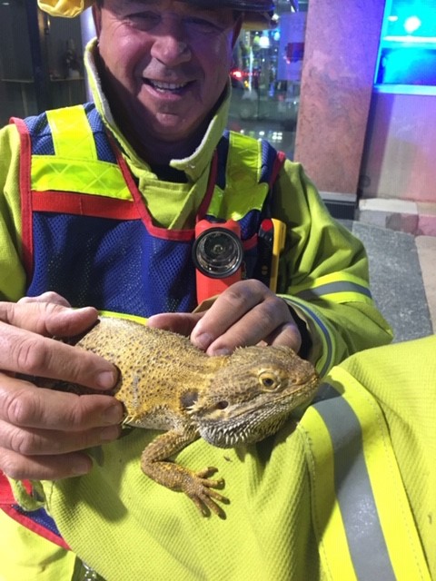 Lizard rescued from Marist College