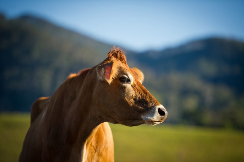 Creamy, rich Jersey milk is used in the Tilba cheese factory