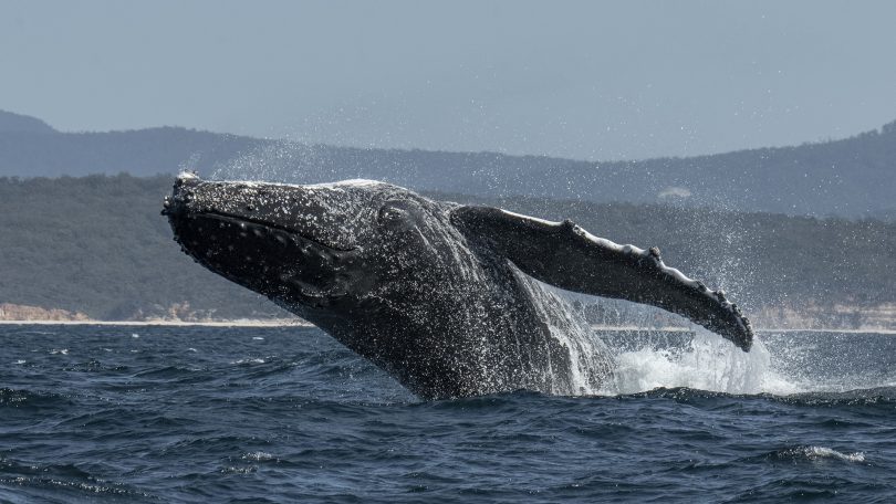 Up close with a humpback 