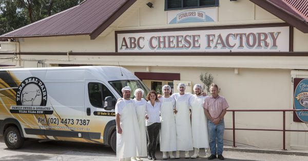 Tilba's dairy maids: hardy, passionate and with lovely long eyelashes