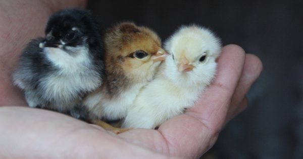 Chook Chat with Cheryl Nelson - Time to brood if you're feeling clucky