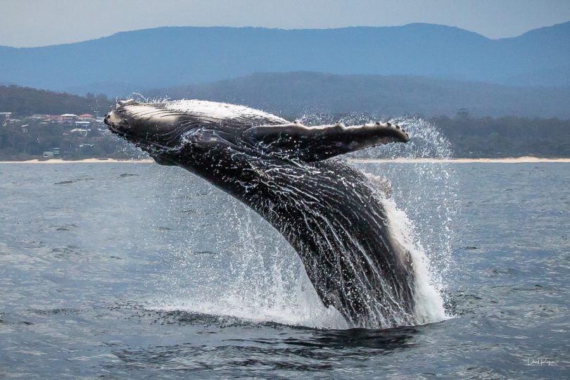 A calf breaches, testing its power