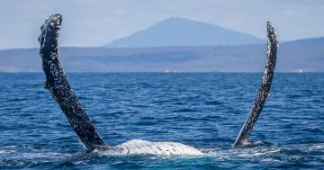 A true life experience, whale watching on the Sapphire Coast