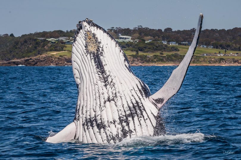 Having a whale of a time, just off Merimbula's Short Point. Photo: Dave Rogers