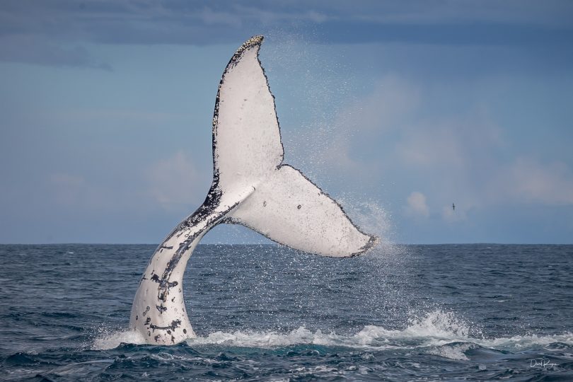 A whale's tail