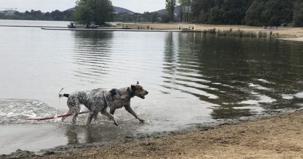 Government expands off-leash dog areas after community feedback