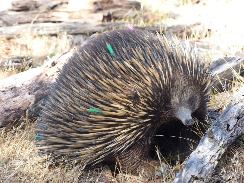 Mulligan's Flat echidna. 