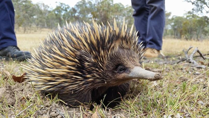 Mulligan's Flat echidna. 