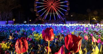 Lots of lightbulb moments for Floriade's night life