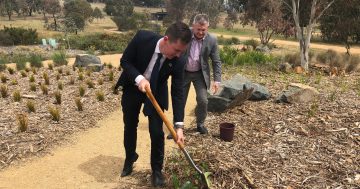 Bush Tucker Garden sprouts in the bush capital