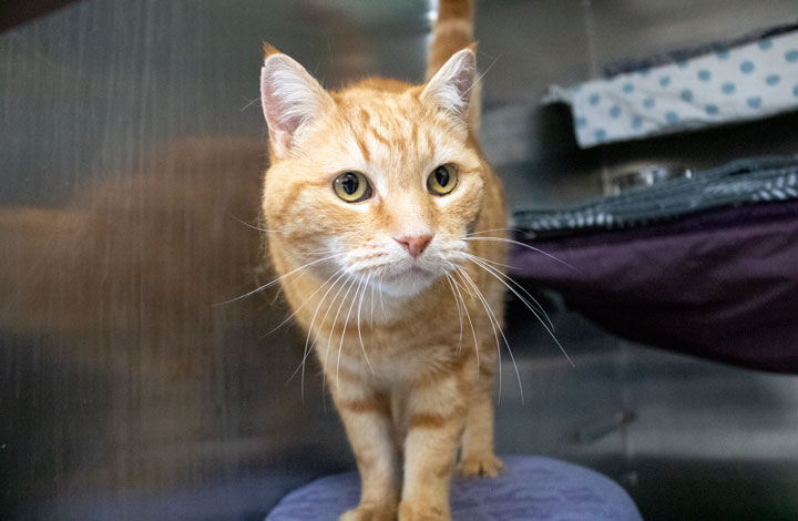 Jack the cat at the RSPCA