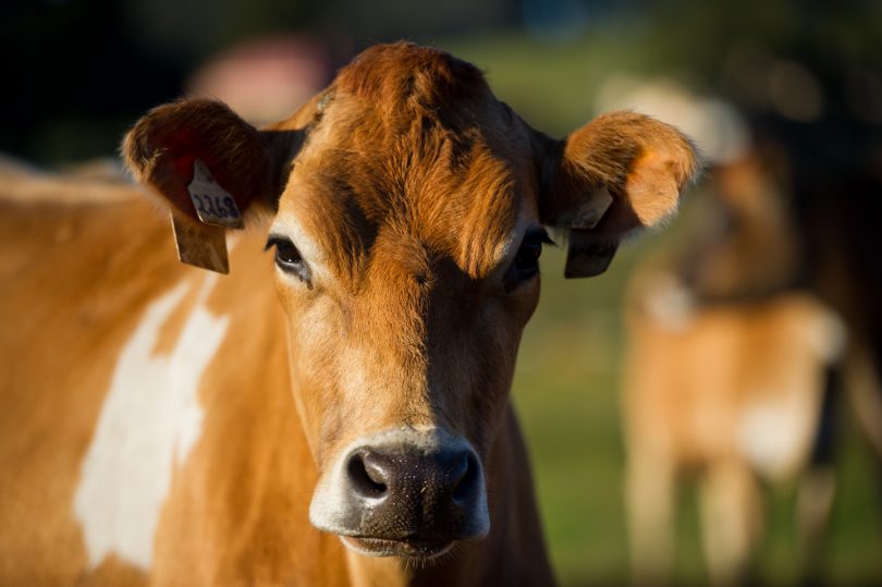 Lower impact, rich milk, and lovely long eyelashes