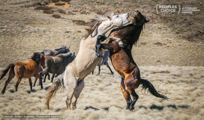 Brumbies sorting out their differences