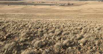 Why understanding native grasses is essential to surviving our dry farming future