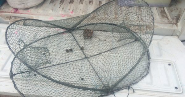 Illegal opera house trap found in Weston Creek pond