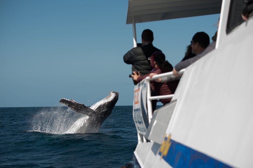 Whale watching on Humpback Highway