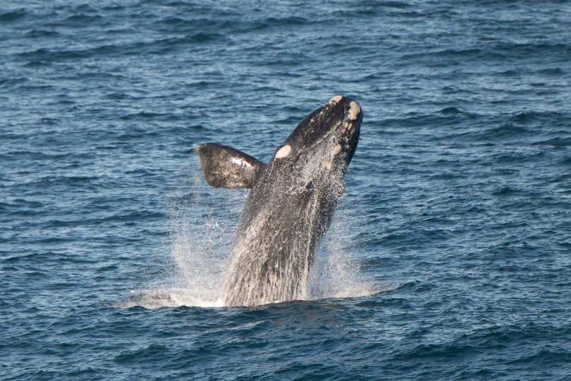 A young humpback enjoys itself