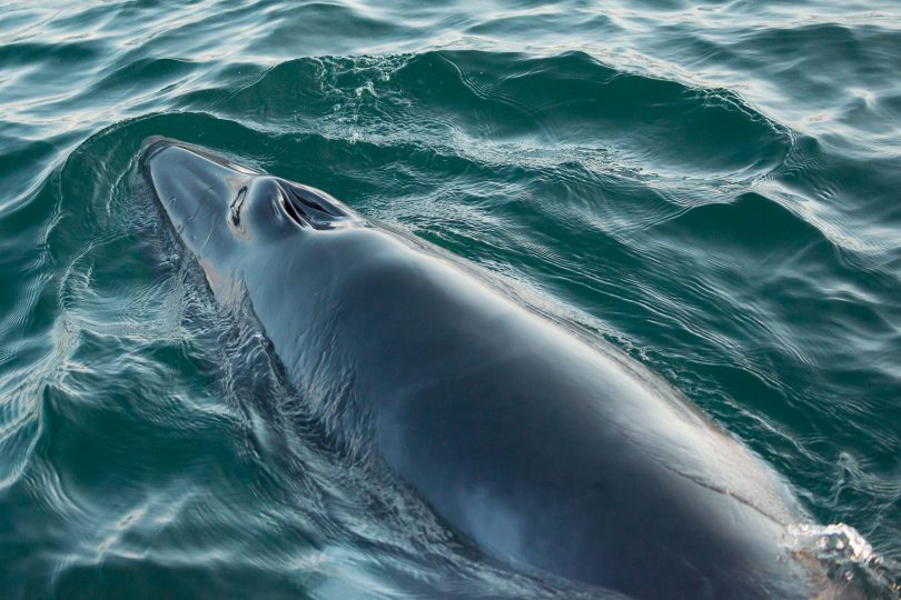 A Dwarf Minke whale