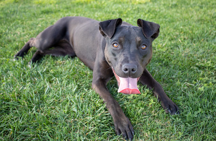 Rosa at the RSPCA