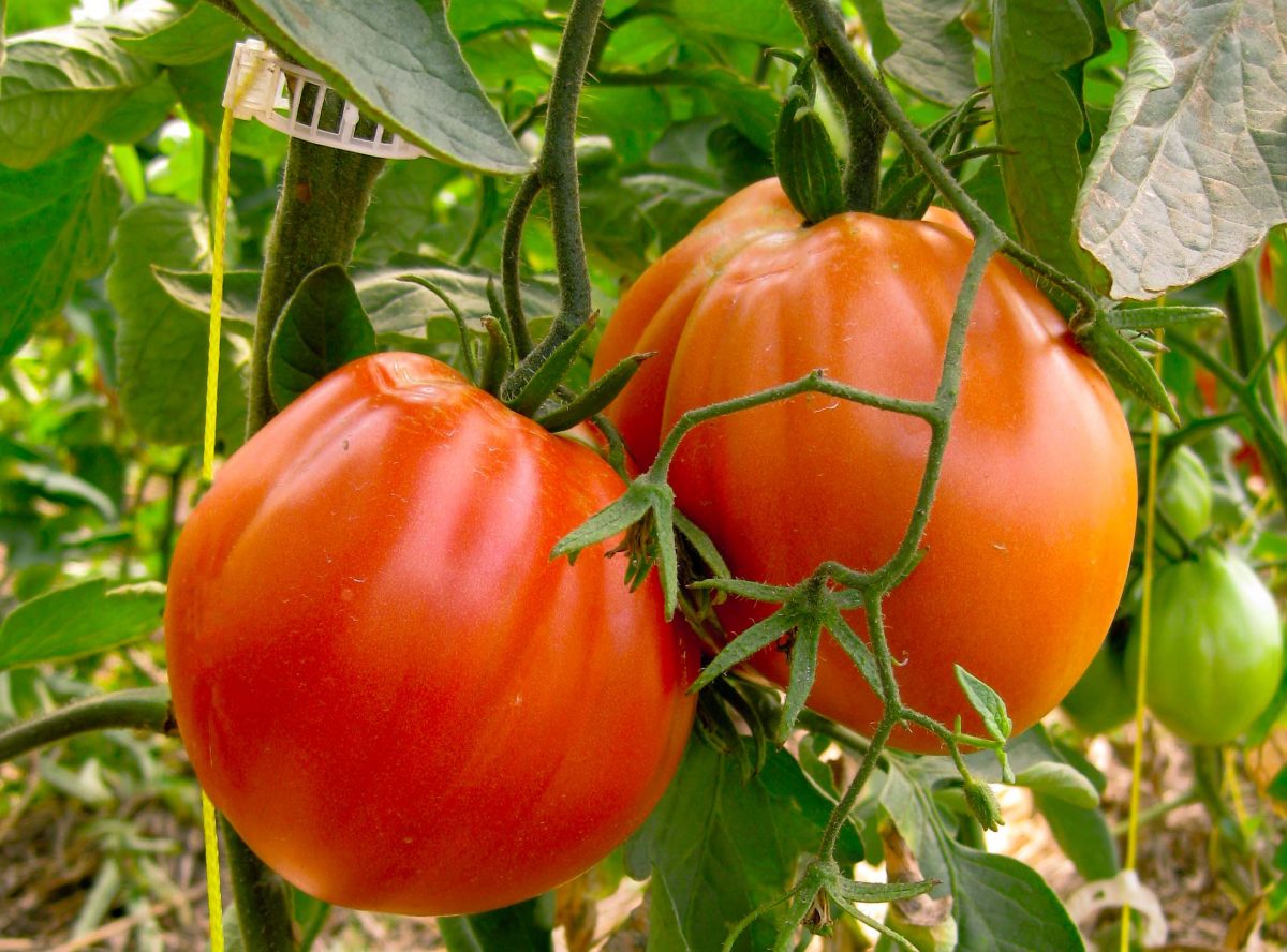 two ripe tomatoes on the vine