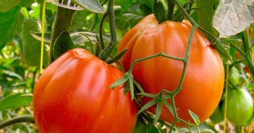 Who grows the best tomatoes in Canberra and how do they do it?