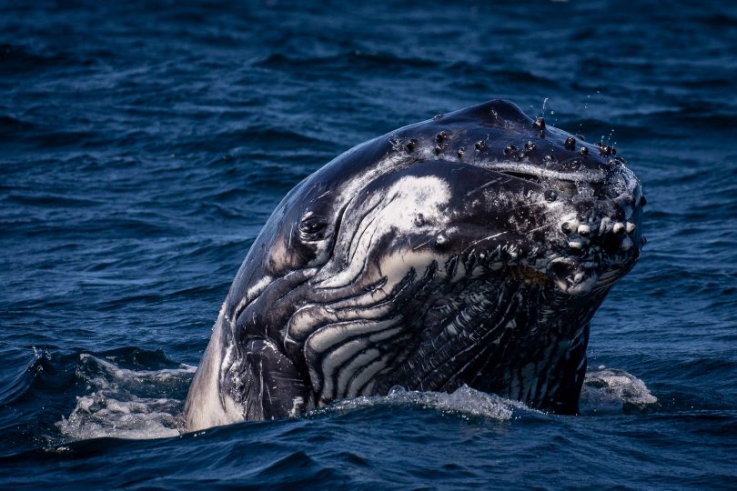 Whale's face