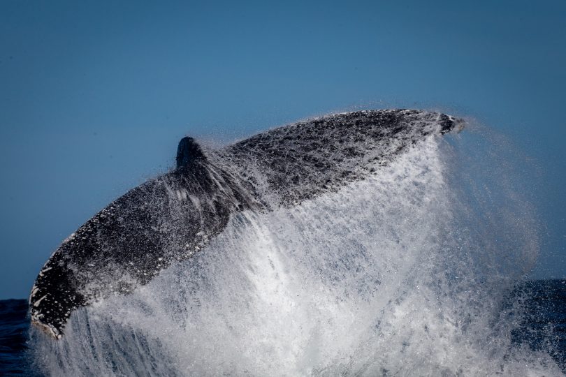 A humpback whale