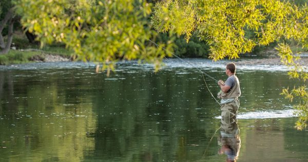 Green light on NSW trout season this long weekend